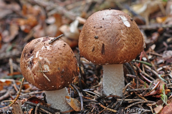 Braunstreifiger Risspilz (Inocybe fuscidula)